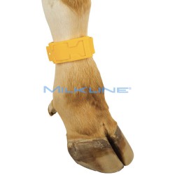 SET 10 CINTURINI GIALL RICON