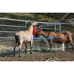 SPAZZOLA A PARETE CON SETOLE IN POLIAMMIDE 5CM