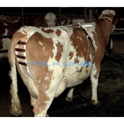 BASTO BOVINE USA IN CUOIO