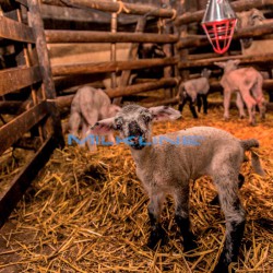 LAMP.INFRAROSSI 150W X PORTAL.A CAMPANA