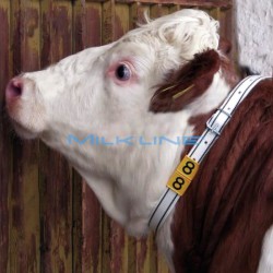 SET 10 NUMERI 1 X COLLARE