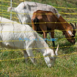 RETE OVINI 120CM 2P 50MT GIALLO/NERA