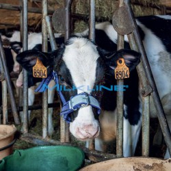 CAVEZZA IN NYLON RINF.IN PELLE X VITELLI