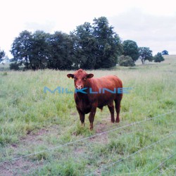 BULL RING SELF PIERCING 60 MM