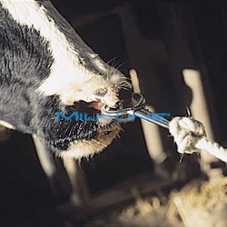 MORDECCHIA INOX MOD. HARMS E