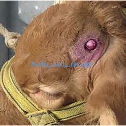 BRUCIACORNA HORN'UP A BATTERIA 6V.