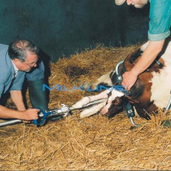 AIUTOPARTO STANDARD EXPORT