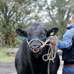 BULL RING SELF PIERCING 60 MM