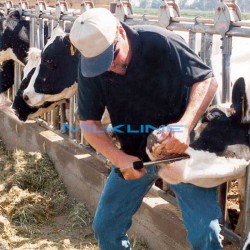 APPLICATORE 49CM X BOLI + AD X 20/50/70G