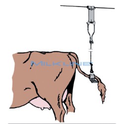 FERMACODA A CORDA TED