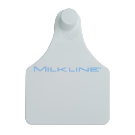 SENIOR FEMALE WHITE BRAND X CATTLE