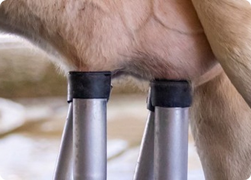 Qualità del Latte e Salute Animale